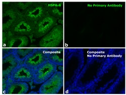 Invitrogen Goat anti-Human IgG (Heavy Chain) Superclonal Secondary Antibody, Alexa Fluor 488 250 &mu;L | Buy Online | Invitrogen&trade; | Fisher Scientific