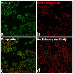 Invitrogen&trade;&nbsp;Goat anti-Human IgG (Heavy Chain) Superclonal&trade; Secondary Antibody, Alexa Fluor&trade; 488