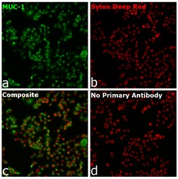 Invitrogen&trade;&nbsp;Goat anti-Human IgG Fab Superclonal&trade; Secondary Antibody, Alexa Fluor&trade; 488