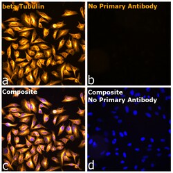 Invitrogen F(ab)-Goat anti-Mouse IgG1 Fc Secondary Antibody, Alexa Fluor