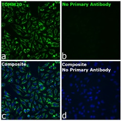 Invitrogen F(ab)-Goat anti-Rabbit IgG Fc Secondary Antibody, Alexa Fluor