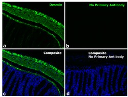 Invitrogen F(ab)-Goat anti-Rabbit IgG Fc Secondary Antibody, Alexa Fluor