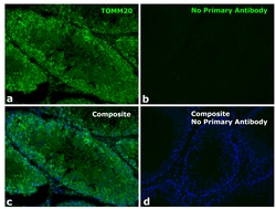 Invitrogen F(ab)-Goat anti-Rabbit IgG Fc Secondary Antibody, Alexa Fluor