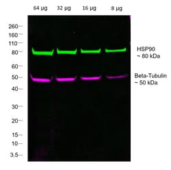 Invitrogen F(ab)-Goat anti-Rabbit IgG Fc Secondary Antibody, Alexa Fluor