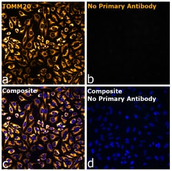 Invitrogen F(ab)-Goat anti-Rabbit IgG Fc Secondary Antibody, Alexa Fluor
