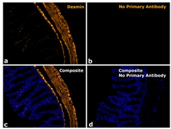 Invitrogen F(ab)-Goat anti-Rabbit IgG Fc Secondary Antibody, Alexa Fluor