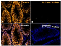 Invitrogen F(ab)-Goat anti-Rabbit IgG Fc Secondary Antibody, Alexa Fluor