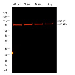 Invitrogen F(ab)-Goat anti-Rabbit IgG Fc Secondary Antibody, Alexa Fluor