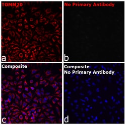 Invitrogen™ F(ab)-Goat anti-Rabbit IgG Fc Secondary Antibody, Alexa Fluor™ 594