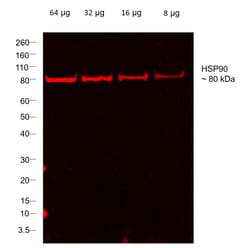 Invitrogen F(ab)-Goat anti-Rabbit IgG Fc Secondary Antibody, Alexa Fluor