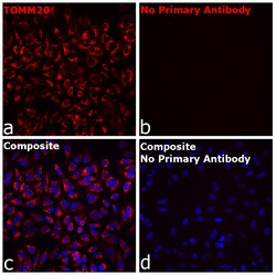 Invitrogen F(ab)-Goat anti-Rabbit IgG Fc Secondary Antibody, Alexa Fluor