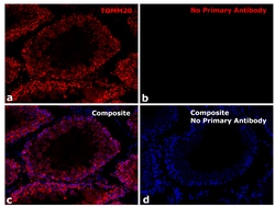 Invitrogen F(ab)-Goat anti-Rabbit IgG Fc Secondary Antibody, Alexa Fluor