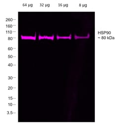 Invitrogen F(ab)-Goat anti-Rabbit IgG Fc Secondary Antibody, Alexa Fluor