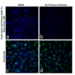 Invitrogen™ F(ab)-Goat anti-Mouse IgG1 Fc Secondary Antibody, Alexa Fluor™ 405