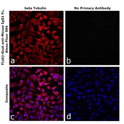 Invitrogen™ F(ab)-Goat anti-Mouse IgG1 Fc Secondary Antibody, Alexa Fluor™ 594