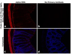 Invitrogen F(ab)-Goat anti-Mouse IgG1 Fc Secondary Antibody, Alexa Fluor