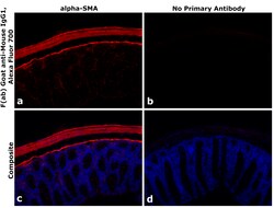 Invitrogen&trade;&nbsp;F(ab)-Goat anti-Mouse IgG1 Fc Secondary Antibody, Alexa Fluor&trade; 700