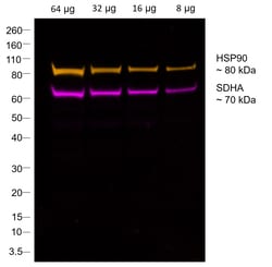 Invitrogen&trade;&nbsp;F(ab)-Goat anti-Mouse IgG1 Fc Secondary Antibody, Alexa Fluor&trade; 700