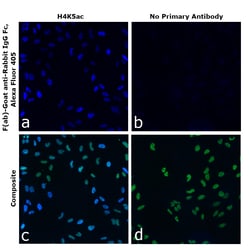 Invitrogen™ F(ab)-Goat anti-Rabbit IgG Fc Secondary Antibody, Alexa Fluor™ 405