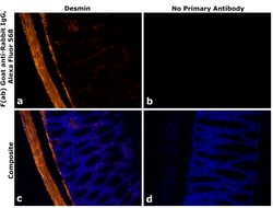 Invitrogen&trade;&nbsp;F(ab)-Goat anti-Rabbit IgG Fc Secondary Antibody, Alexa Fluor&trade; 568