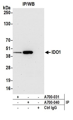 Bethyl Laboratories IDO1 Recombinant Rabbit Monoclonal Antibody (BLR040F)