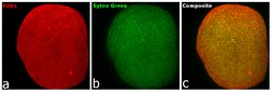 Invitrogen&trade;&nbsp;Donkey anti-Chicken IgY (H+L) Highly Cross Adsorbed Secondary Antibody, Alexa Fluor&trade; 555