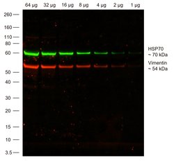Invitrogen&trade;&nbsp;Donkey anti-Chicken IgY (H+L) Highly Cross Adsorbed Secondary Antibody, Alexa Fluor&trade; 555