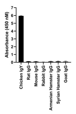 Invitrogen&trade;&nbsp;Donkey anti-Chicken IgY (H+L) Highly Cross Adsorbed Secondary Antibody, Alexa Fluor&trade; 555