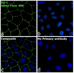 Invitrogen Goat anti-Rabbit IgG Fc, Cross-Adsorbed Secondary Antibody,