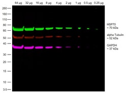 Invitrogen Goat anti-Rabbit IgG Fc, Cross-Adsorbed Secondary Antibody,