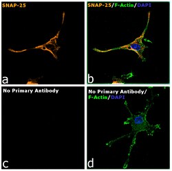 Invitrogen Goat anti-Rabbit IgG Fc, Cross-Adsorbed Secondary Antibody,