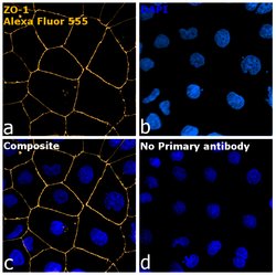 Invitrogen Goat anti-Rabbit IgG Fc, Cross-Adsorbed Secondary Antibody,