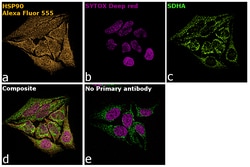 Invitrogen Goat anti-Rabbit IgG Fc, Cross-Adsorbed Secondary Antibody,