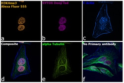 Invitrogen Goat anti-Rabbit IgG Fc, Cross-Adsorbed Secondary Antibody,