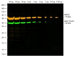 Invitrogen Goat anti-Rabbit IgG Fc, Cross-Adsorbed Secondary Antibody,