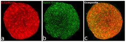 Invitrogen Goat anti-Rabbit IgG Fc, Cross-Adsorbed Secondary Antibody,
