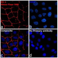 Invitrogen Goat anti-Rabbit IgG Fc, Cross-Adsorbed Secondary Antibody,