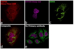 Invitrogen Goat anti-Rabbit IgG Fc, Cross-Adsorbed Secondary Antibody,