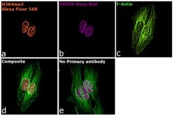 Invitrogen Goat anti-Rabbit IgG Fc, Cross-Adsorbed Secondary Antibody,