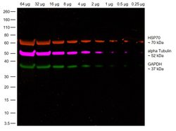 Invitrogen Goat anti-Rabbit IgG Fc, Cross-Adsorbed Secondary Antibody,