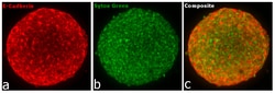 Invitrogen Goat anti-Rabbit IgG Fc, Cross-Adsorbed Secondary Antibody,
