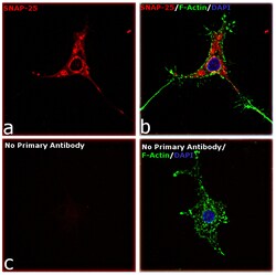Invitrogen Goat anti-Rabbit IgG Fc, Cross-Adsorbed Secondary Antibody,