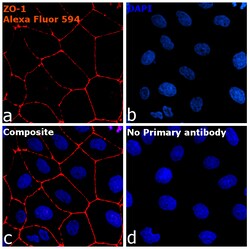 Invitrogen Goat anti-Rabbit IgG Fc, Cross-Adsorbed Secondary Antibody,