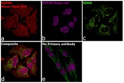 Invitrogen Goat anti-Rabbit IgG Fc, Cross-Adsorbed Secondary Antibody,