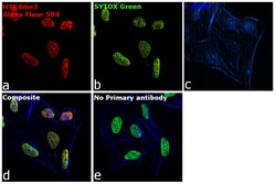 Invitrogen Goat anti-Rabbit IgG Fc, Cross-Adsorbed Secondary Antibody,