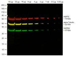 Invitrogen Goat anti-Rabbit IgG Fc, Cross-Adsorbed Secondary Antibody,