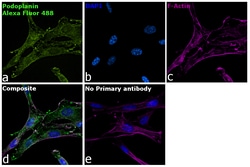 Invitrogen Goat anti-Syrian Hamster IgG (H+L) Highly Cross-Adsorbed Secondary