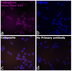 Invitrogen Goat anti-Syrian Hamster IgG (H+L) Highly Cross-Adsorbed Secondary