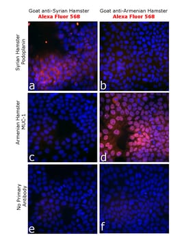 Invitrogen™ Goat anti-Syrian Hamster IgG (H+L) Highly Cross-Adsorbed Secondary Antibody, Alexa Fluor™ 568