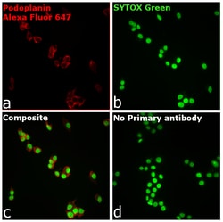 Invitrogen Goat anti-Syrian Hamster IgG (H+L) Highly Cross-Adsorbed Secondary